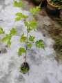 Malberry plant with fruit.Fresh Organic Mulberry plant. Mulberry vegetable/freshly produced ..