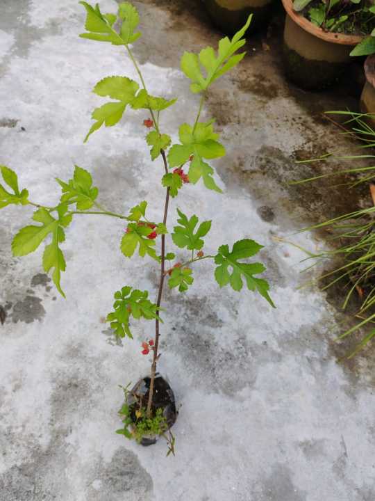 Malberry%20plant%20with%20fruit.Fresh%20Organic%20Mulberry%20plant.%20Mulberry%20vegetable/freshly%20produced%20.%20-%20Image%204