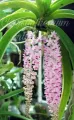 Enhance Your Garden with a Ready-to-Grow Vanda Foxtel Orchid Plant – Easy to Use and Clean,Flower Color – White and Purple/White and Pink. 