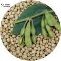 Soybean Tree Seeds (সয়াবিন বীজ) - 20 Pcs Seeds.