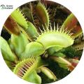 10 Pcs Seeds Global Insectivorous Dionaea Muscipula flytrap Seeds. 