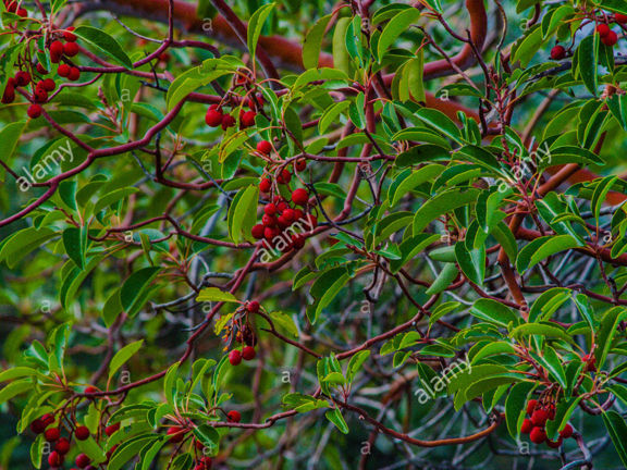 Blood%20Sandalwood%20Tree%20Seeds%20-05%20pcs%20-%20Image%202