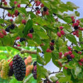 30 Pis Black Mulberry (মালবেরি) Fruit Seeds + Gift.