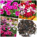 Dianthus Flower Seeds - 100 seeds.