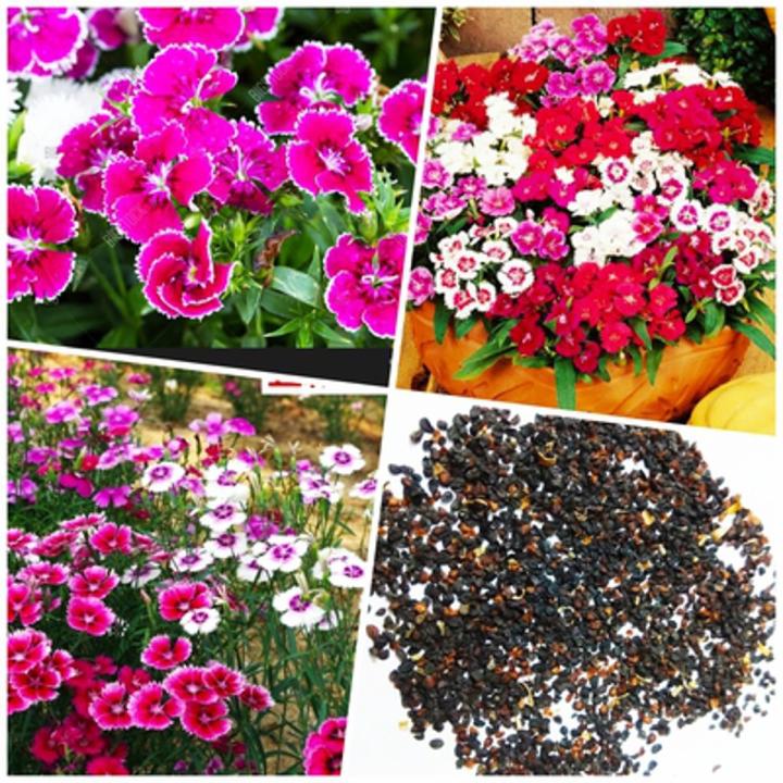 Dianthus Flower Seeds - 100 seeds