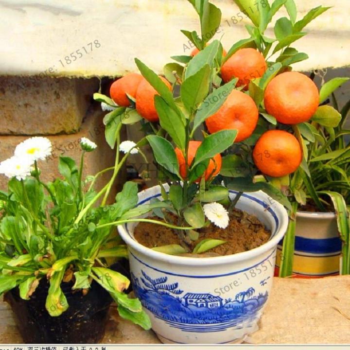 Big Promotion!Mandarin Orange Dwarf Bonsai Indoors Outdoors Fruit Tree |  Daraz.com.bd