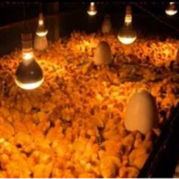 175w%20Infrared%20Room%20Heater%20Light%20-%20Infrared%20Light%20Bulb%20for%20Leaving%20Room,%20Poultry%20Farm,%20Animal%20Farm%20-%20Image%204