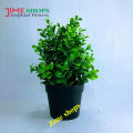 Artificial Grass Plant In Plastic pot - Home Decoration Item - ghash tob.