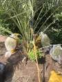 (সৌদি খেজুরের বড় চারা)big tree Tissue culture seedlings of Saudi dates Mary saplings Tree height: 1.5 feet feet Yield will come after 20 months..