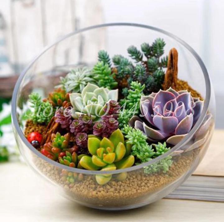 Exotic%20Mini%20Succulent%20Cactus%20Seeds%20%20for%20indoor%20and%20outdoor%20plants-10pcs%20-%20Image%202