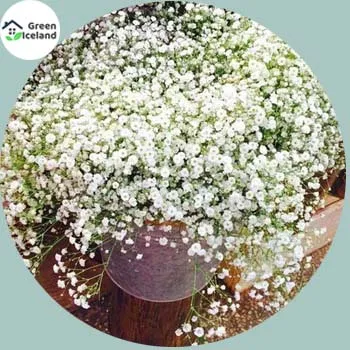 Natural%20Gypsy%20Flower%20Seeds%20(?????%20?????%20???)%20-%2050%20Pcs%20Seeds%20-%20Image%203