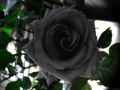 25 Pcs Black Colour Roses Flower SeedS- 25 Pcs Seeds. 