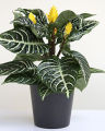 Egrow 20 Pcs/Pack Kudoacanthus Albonervosus Seeds. 