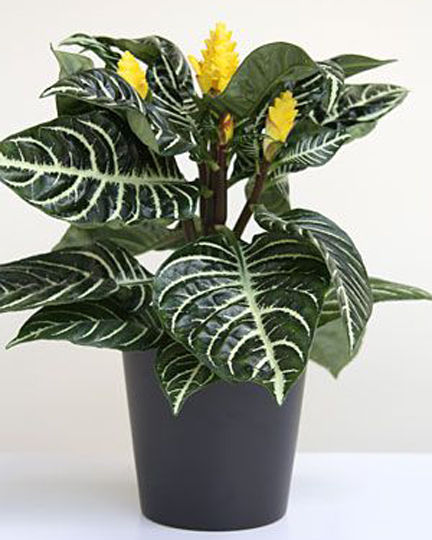 Egrow%2020%20Pcs/Pack%20Kudoacanthus%20Albonervosus%20Seeds%20-%20Image%203