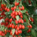 Goji berry plants (wolfberry ) - 10 Pcs. 