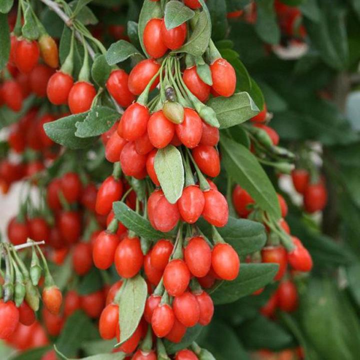 Goji berry plants (wolfberry ) - 10 Pcs