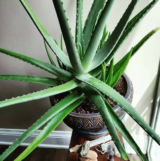 alovera%20tree%20hi%20brid%20big%20saij%20%2015%20pice%20with%205%20pice%20free%20-%20Image%203