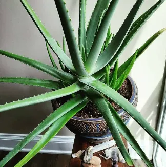 alovera%20tree%20hi%20brid%20big%20saij%20%2015%20pice%20with%205%20pice%20free%20-%20Image%203