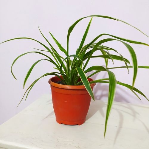 Spider%20Plant%20with%203%20Inch%20Pot%20%20(%E0%A6%B8%E0%A7%8D%E0%A6%AA%E0%A6%BE%E0%A6%87%E0%A6%A1%E0%A6%BE%E0%A6%B0%20%E0%A6%AA%E0%A7%8D%E0%A6%B2%E0%A7%8D%E0%A6%AF%E0%A6%BE%E0%A6%A8%E0%A7%8D%E0%A6%9F%20%E0%A6%AA%E0%A6%BE%E0%A6%A4%E0%A6%BE%E0%A6%AC%E0%A6%BE%E0%A6%B9%E0%A6%BE%E0%A6%B0%20%E0%A6%87%E0%A6%A8%E0%A6%A1%E0%A7%8B%E0%A6%B0%20%E0%A6%97%E0%A6%BE%E0%A6%9B)%20-%20Image%202