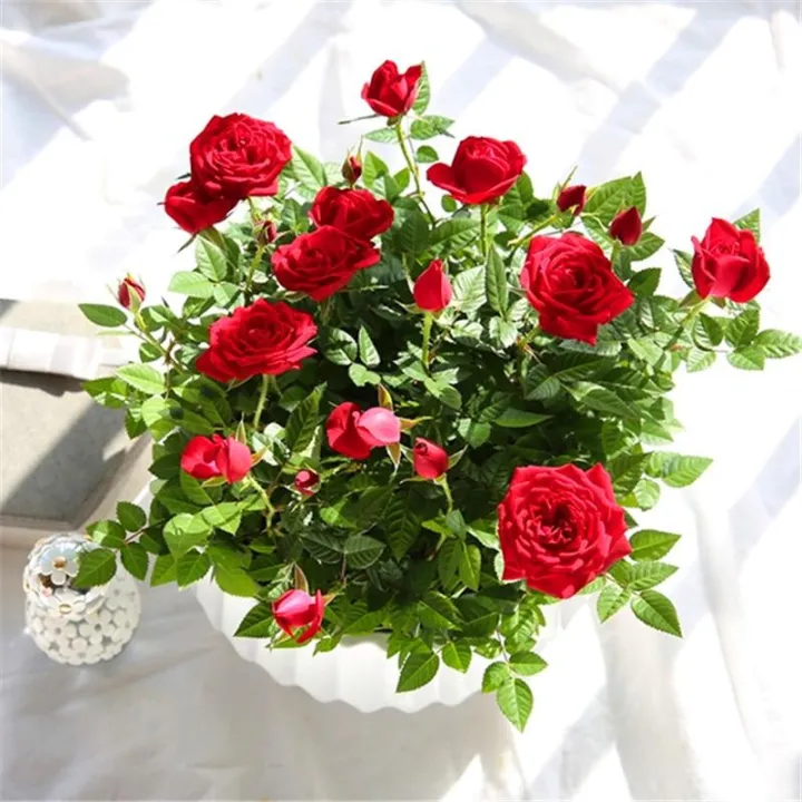 Perennial%20Rose%20Tree%20Flower%20DIY%20Home%20Garden%20Potted%20Balcony%20&%20Yard%20Flower%20Seeds%20Beautiful%20Bonsai%20Potted%20Plants-%2020Pcs%20Seeds%20-%20Image%205