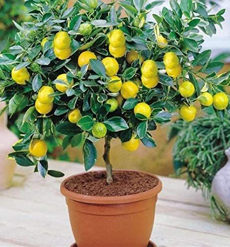 Rare Dwarf Lemon Tree Seeds Bonsai Fruit Plant Organic garden decoration plant-10Pcs seeds
