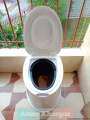 Plastic High Commode With Bucket (RFL) 1 Piece. 