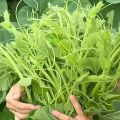 Compost Joibo Shar (Half kg) Re-Pack Fertilizer for all plants. 