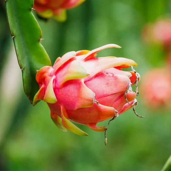 Dragon%20Fruits%20Hybrid%20Seeds%2049%20pice%20+%20gift%20-%20Image%204