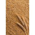 Red Wheat Grain For Brids Foods -( লাল গমের দানা )-1Kg. 