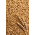 Wheat - গম -1Kg. 