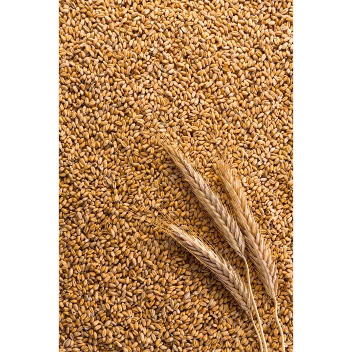 Red Wheat Grain For Brids Foods -( লাল গমের দানা )-1Kg