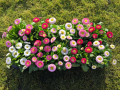 ডেইজি / Daisy Flower Seed - 20/40+ pcs Seed Bellis Perensis Flower Seed Mixed Color Flower. 