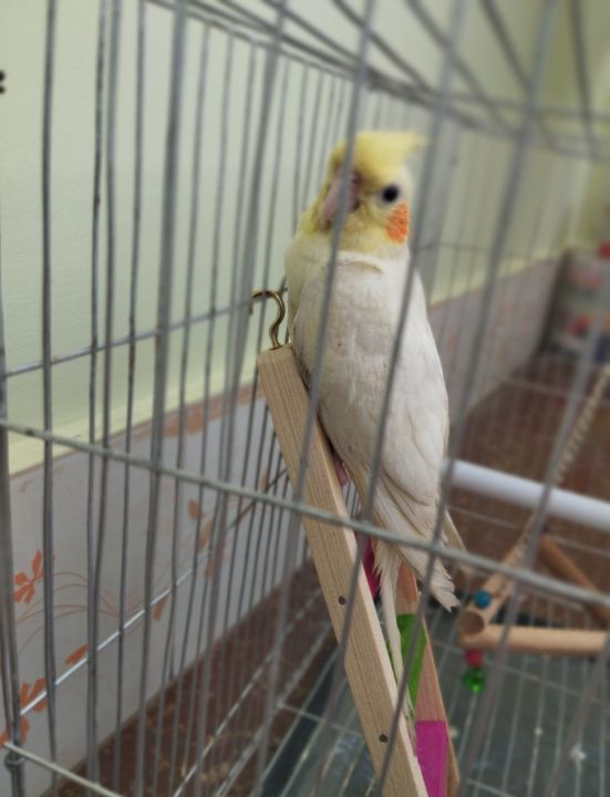 1%20Feet%20Long%20Wooden%20Bird%20ladder%20fun%20cage%20toy%20for%20bird%20training%20%201pcs%20-%20Image%202