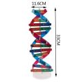 Human Genes DNA Models Double Helix Science Toys Teaching Learning Education Toy.