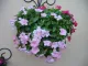 Vinca (নয়নতারা) Flower Seed - 25+ pcs Mix Color F2 Hybrid Seed. 