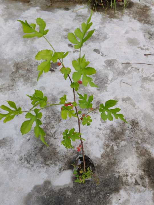 Malberry%20plant%20with%20fruit.Fresh%20Organic%20Mulberry%20plant.%20Mulberry%20vegetable/freshly%20produced%20.%20-%20Image%203
