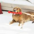 Dog Chew Toys Puppy Teething Sticks Lightweight Portable Molar Interactive Chewing Toys Biting Toys for Dogs for Doggy Pets Supplies , Red, S. 
