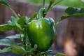 Versatile - Hybrid Green Capsicum Seeds 22 Pices + gift- Tremendously Adaptable and flexible - Indicating Upscale lifestyle.