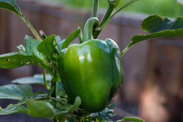 Versatile%20-%20Hybrid%20Green%20Capsicum%20Seeds%2022%20Pices%20+%20gift-%20Tremendously%20Adaptable%20and%20flexible%20-%20Indicating%20Upscale%20lifestyle%20-%20Image%205