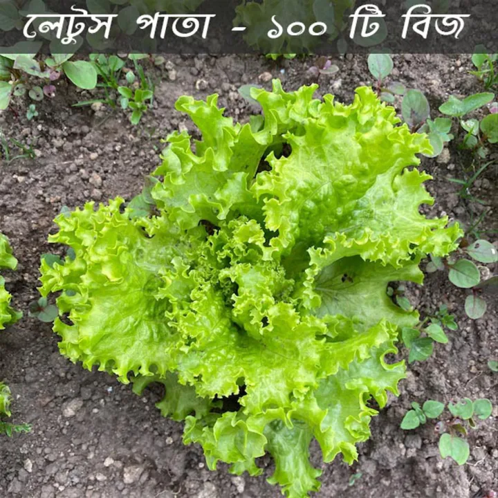 Luser Seed Lettuse Seed - 100 pcs - লেটুস পাতার বিজ | Daraz.com.bd