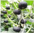 Japanese Mini Pumpkin Seed-20 pcs. 