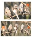 Demon Slayer Agatsuma Zenitsu Cosplay Headwear Hair Clip Artificial Birds Foam Animal Simulation Feather Birds Costume Prop. 