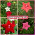 Kunjolota Flowers Hybrid Seeds 20 Pices + Gift.