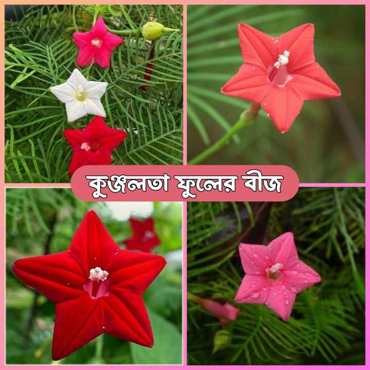 Kunjolota Flowers Hybrid Seeds 20 Pices + Gift