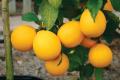 Natural Dwarf Lemon Tree Seeds - 5 Pcs Seeds (Global Seeds). 