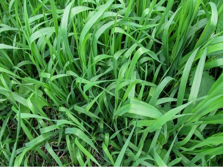 Dubba%20Grass%20Seed%20-%2020%20gm%20-%20%E0%A6%A6%E0%A7%82%E0%A6%B0%E0%A7%8D%E0%A6%AC%E0%A6%BE%20%E0%A6%98%E0%A6%BE%E0%A6%B8%E0%A7%87%E0%A6%B0%20%E0%A6%AC%E0%A7%80%E0%A6%9C%20%E0%A7%A8%E0%A7%A6%20%E0%A6%97%E0%A7%8D%E0%A6%B0%E0%A6%BE%E0%A6%AE%20%E0%A6%AC%E0%A6%BE%20%E0%A6%AA%E0%A7%8D%E0%A6%B0%E0%A6%BE%E0%A7%9F%20%E0%A7%AA%E0%A7%A6%E0%A7%A6%E0%A7%A6+%20%E0%A6%9F%E0%A6%BF%20%E0%A6%AC%E0%A7%80%E0%A6%9C%20-%20Image%205