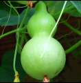 Beautiful Decorative Healthy Bottle Gourd Vegetable Seeds- 10 Pieces.
