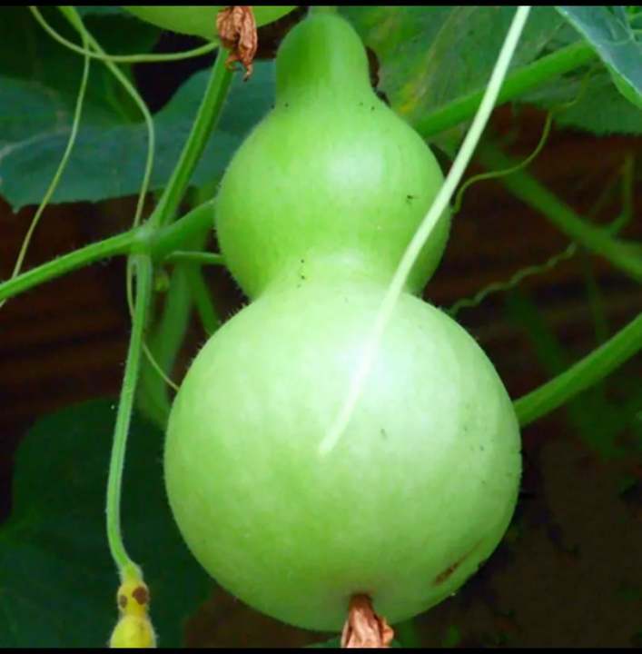 Beautiful%20Decorative%20Healthy%20Bottle%20Gourd%20Vegetable%20Seeds-%2010%20Pieces%20-%20Image%202