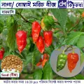 নাগা / বোম্বাই মরিচের - ১০/২০ টি বীজ - অনেক বেশি ঝাঝালো ও হালকা সুগন্ধ যুক্ত মরিচের বীজ - Bombai / Naga Chili Seed.