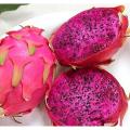 20 Pcs All Season Dragon Pitaya Fruit Seeds - 20 Pcs Seeds. 